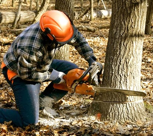 Tree Removal in Mcqueeney, TX